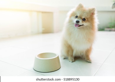 Dog pomeranian spitz smiling furry coat sitting in Home