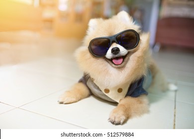 Dog pomeranian spitz wearing glasses But with the lovely and cool.