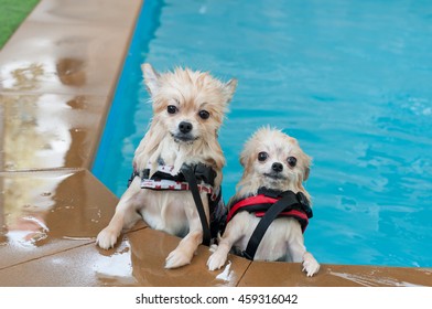 Dog Pomeranian Swimming In The Pool