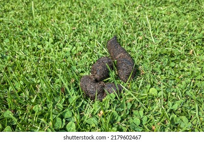 Dog Poo Lies In The Grass. Dog Fouling Concept - Dogs Are Known To Be Carriers Of Campylobacter And Other Bacteria Which Can Prove A Health Hazard To Humans