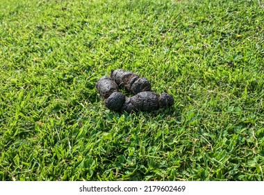 Dog Poo Lies In The Grass. Dog Fouling Concept - Dogs Are Known To Be Carriers Of Campylobacter And Other Bacteria Which Can Prove A Health Hazard To Humans