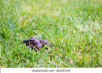 Dog Poo On Green Grass