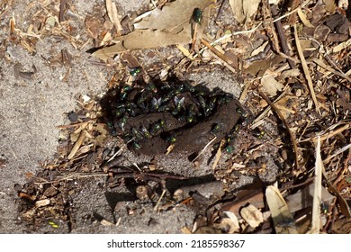 Dog poo on the ground with many green bottle flies (Lucilia) of the family blow flies, Calliphoridae. Dutch garden, summer, August.                               