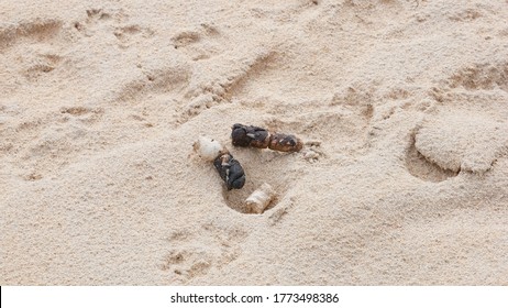 Dog Poo On Sand Beach 