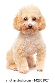Dog poodle