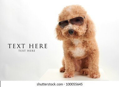 dog Poodle in dark sun glasses
