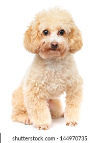 Dog poodle isolated on white background