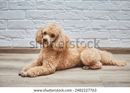 Dog Poodle Lying on the Floor. Dog Waits for Return of Owners Back. 
