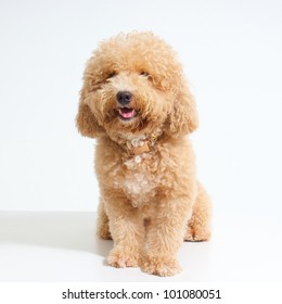 dog Poodle on White Background