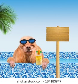 Dog in the pool.