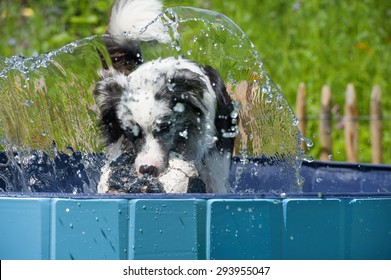 Dog In A Dog Pool