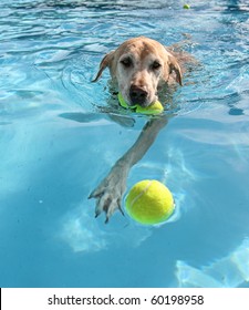 dog at a pool