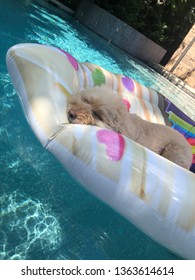 Dog Pool Floaty