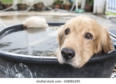 dog in pool at summer, shallow focus