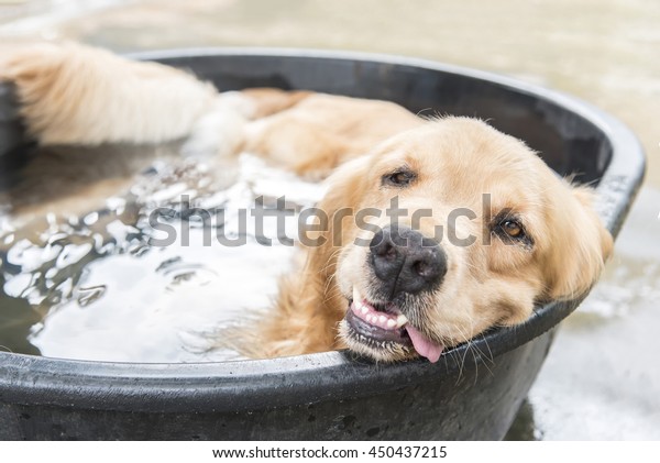 dog in pool at summer,\
shallow focus