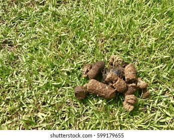 Dog Poop Stock Photo 599179655 | Shutterstock