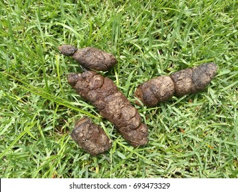 Poop Stock Photos - Nature Images - Shutterstock