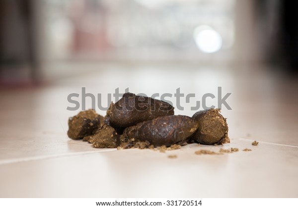 Dog Poop On Kitchen Floor Stock Photo Edit Now 331720514