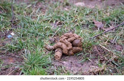 757 Dog poop lawn Images, Stock Photos & Vectors | Shutterstock