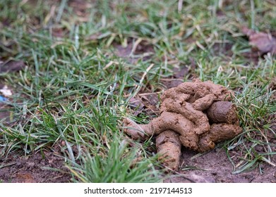 757 Dog poop lawn Images, Stock Photos & Vectors | Shutterstock