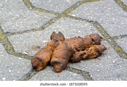 Dog Poop On Road Stock Photo 1871028595 | Shutterstock