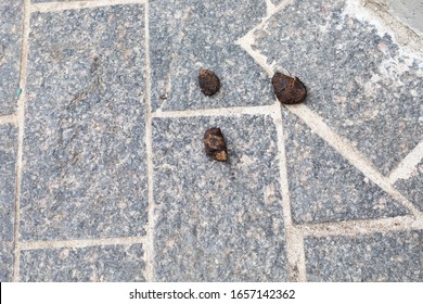 322 Dog dung on the floor Images, Stock Photos & Vectors | Shutterstock