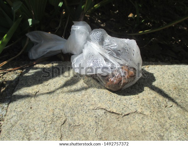 plastic in dog poop
