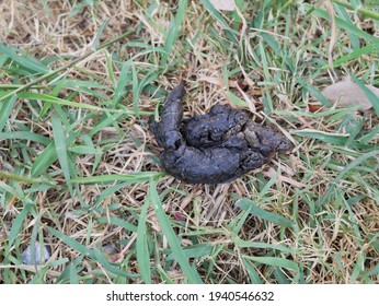 Dog Poop Dog Shit On Green Stock Photo (Edit Now) 1940546632