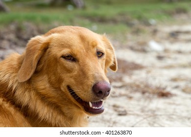 dog portrait - Shutterstock ID 401263870