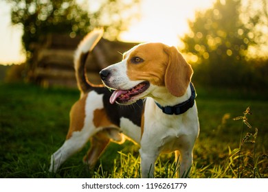 Dog portrait back lit background. Beagle with tongue out in grass during sunset in fields countryside. - Shutterstock ID 1196261779