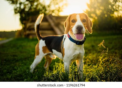 Dog portrait back lit background. Beagle with tongue out in grass during sunset in fields countryside.