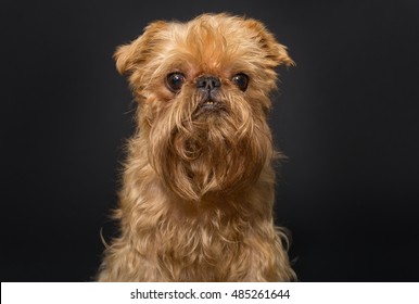  Dog Portrait , Breed Brussels Griffon On A Black Background