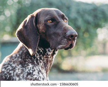 Dog portrait. German pointer outdoor.  - Shutterstock ID 1586630605