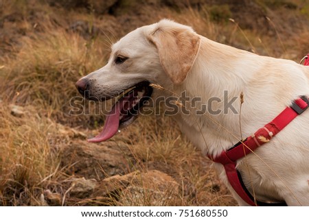 dog portrait half-face