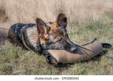 A Dog Portrait Of A Happy Four Months Old German Shepherd Puppy Laying Down Playing With A Tug Toy. Working Line Breed