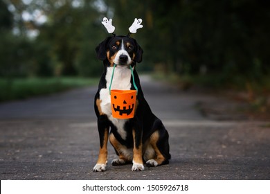 Dog Portrait Holding A Basket For Halloween