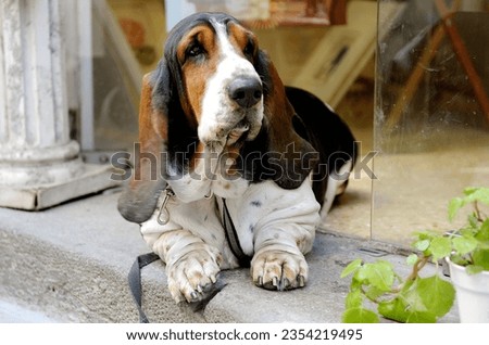 dog portrait of a Hushpuppi
