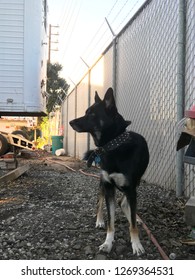 Dog Portrait In Junk Yard