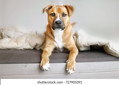 boxer ridgeback puppy