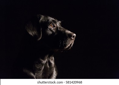 Dog Portrait On Black Background. Beautiful Black Labrador With A Tie. Indoors Photography