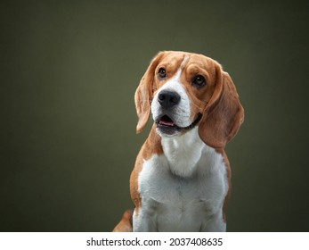 Dog Portrait On A Green Background. Funny Beagle In Studio