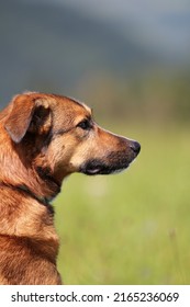 Dog Portrait Outside (dog Watching Something On The Horizon)