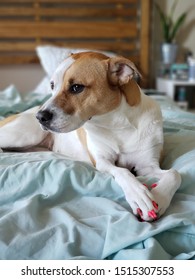 Dog Portrait With Paws Pedicure