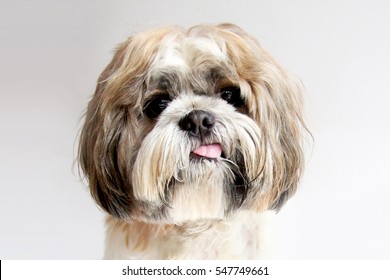 Dog Portrait - Shih Tzu