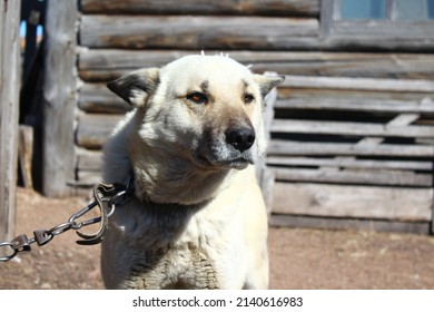 Dog portrait watchdog with brown eyes, black nose  and white hair on chain leash