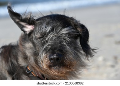 Dog Portrait Windy day ohne ear up