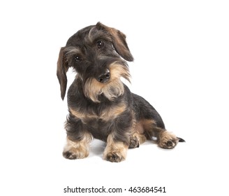 The dog ports a dachshund wire-haired dark-brown color sits on a white background.