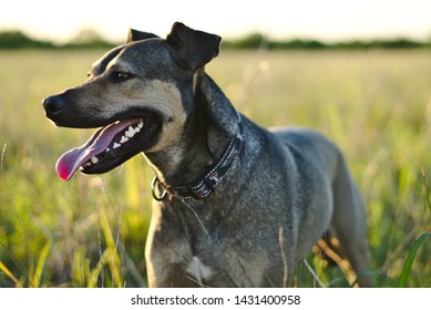  Dog Poses In Front Of A Grass Field In Frisco, TX