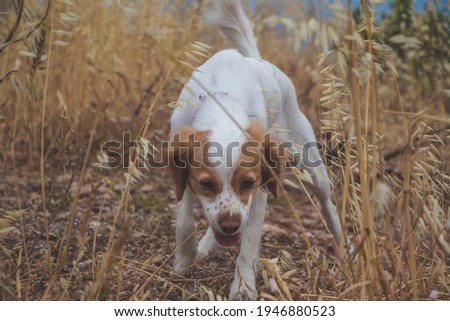 Dog posing between the wheats