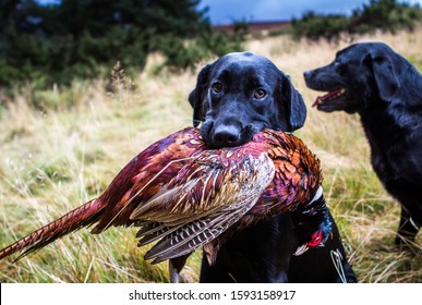 Dog posing with dead male pheasant in the mouth, Aviemore, Scotland, UK